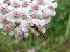 98778 – Photo : Annie Schaetzel – France (57)