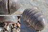 98761 – Photo : P. Baud – France (66)