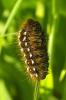 98241 – Photo : Chambge – France (86)