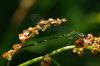 Coenagrion sp.