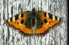 98780 – Photo : Chambge – France (07)