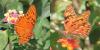 98125 – Photo : Philippe Burnel – Guadeloupe