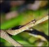 98630 – Photo : Josselyne Bayle – France (33)