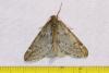 98349 – Photo : Diloba81 – France (81)