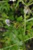 98121 – Photo : Chambge – France (07)