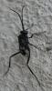 98878 – Photo : Arthropa - Benoit Martha – Réunion (La)