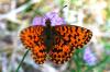 98829 – Photo : Chambge – France (07)