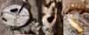 Clytus arietis
