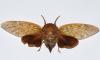 98596 – Photo : Bernard Dupont – Madagascar