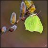 98355 – Photo : Josselyne Bayle – France (33)