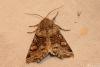98169 – Photo : Diloba81 – France (81)