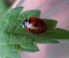 98488 – Photo : M. Bellifa – France (60)