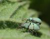 98735 – Photo : Daniel Verdier – France (15)