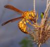 98724 – Photo : Dominique Martiré – Réunion (La)