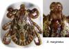 98885 – Photo : Arthropa - Benoit Martha – France (71)