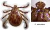 98887 – Photo : Arthropa - Benoit Martha – France (71)