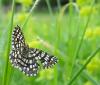 98917 – Photo : Marine Thomas – France (63)