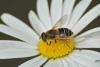 98411 – Photo : Michel Mathieu – France (50)