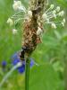 98741 – Photo : Annie Schaetzel – France (54)