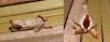 98810 – Photo : Arnaud Jean-Pierre – France (09)