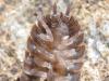 98067 – Photo : P. Baud – France (66)