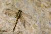 98484 – Photo : Audrey Poujol – France (24)