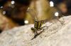 98483 – Photo : Audrey Poujol – France (24)