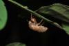 98631 – Photo : D. Martinez – Philippines