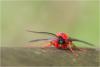98884 – Photo : Jacques-Alexis Real – Martinique