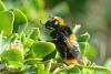 98808 – Photo : Fabricius – France (13)
