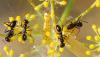 98308 – Photo : Patrick Decreus – France (34)
