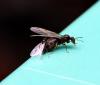 98316 – Photo : Patrick Decreus – France (93)