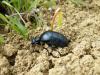 98280 – Photo : O Couriot – France (31)