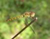 98931 – Photo : Thomthom – France (38)
