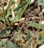 98686 – Photo : Brigitte Ulmer – France (47)