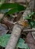 98231 – Photo : Olivier Gaubert – Guyane française