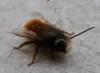 98569 – Photo : lopinga74 – France (74)