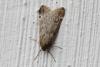 98024 – Photo : Michel Ehrhardt – France (68)