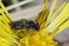 98470 – Photo : Michel Ehrhardt – France (68)