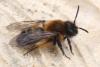 98440 – Photo : Michel Ehrhardt – France (68)