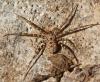 98515 – Photo : alain Roujas – Maroc