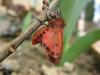 98324 – Photo : jeromebubu – France (81)