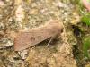 98391 – Photo : jeromebubu – France (81)