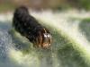 98438 – Photo : jeromebubu – France (81)