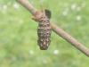 98459 – Photo : jeromebubu – France (81)