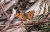 98535 – Photo : Dominique THAUVIN – France (45)