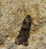 98648 – Photo : Castor – France (36)