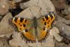 98908 – Photo : Michel Ehrhardt – France (68)