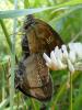 98597 – Photo : Annie Schaetzel – France (57)