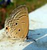 98577 – Photo : Patrick Decreus – Thaïlande
